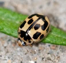 Attēlu rezultāti vaicājumam “Propylea quatuordecimpunctata”