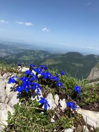 Image result for Enzian