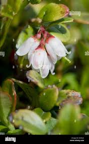 Attēlu rezultāti vaicājumam “Vaccinium vitis-idaea bud”