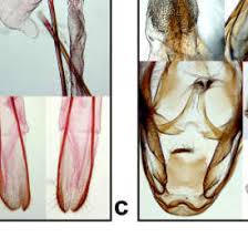 Attēlu rezultāti vaicājumam “Anticollix sparsata”