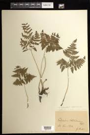 Attēlu rezultāti vaicājumam “Gymnocarpium robertianum”