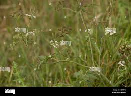 Attēlu rezultāti vaicājumam “Torilis japonica leaf”