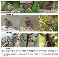 Attēlu rezultāti vaicājumam “Prunella modularis”