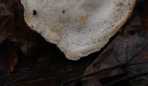 Attēlu rezultāti vaicājumam “Climacocystis borealis”