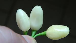 Afbeeldingsresultaat voor white habanero hot pepper