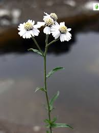 Attēlu rezultāti vaicājumam “Achillea salicifolia flower”