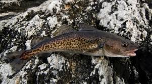 Image result for Gadus macrocephalus