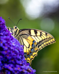 Attēlu rezultāti vaicājumam “Issoria lathonia underside”