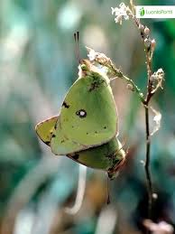 Attēlu rezultāti vaicājumam “Colias croceus underside”