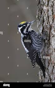 Attēlu rezultāti vaicājumam “Picoides tridactylus”