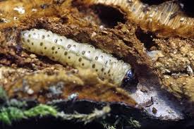 Attēlu rezultāti vaicājumam “Scardia boletella”