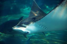 Image result for Aetomylaeus bovinus