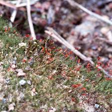 Attēlu rezultāti vaicājumam “Dicranella crispa”