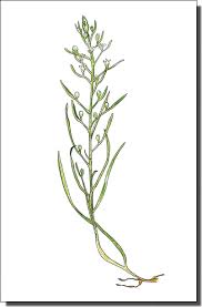 Attēlu rezultāti vaicājumam “Thesium ebracteatum”