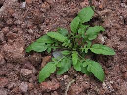 Attēlu rezultāti vaicājumam “Rorippa amphibia fruit”