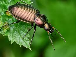 Attēlu rezultāti vaicājumam “Poecilus cupreus”