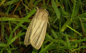 Attēlu rezultāti vaicājumam “Mythimna impura”