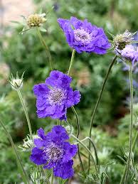 Image result for scabiosa caucasica