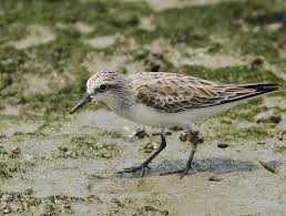 Image result for Calidris ruficollis