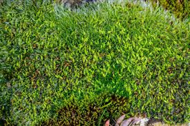 Attēlu rezultāti vaicājumam “Grimmia pulvinata sporophyte”