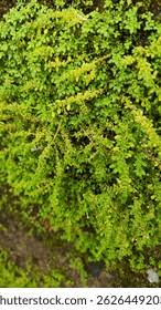 Attēlu rezultāti vaicājumam “Bryum caespiticium sporophyte”