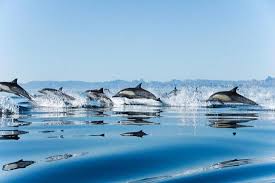 Image result for Delphinus delphis