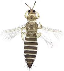 Attēlu rezultāti vaicājumam “Thysanoptera”