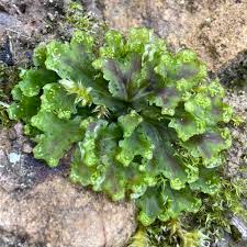 Attēlu rezultāti vaicājumam “Blasia pusilla sporophyte”