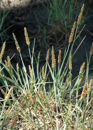 Attēlu rezultāti vaicājumam “Alopecurus aequalis flower”