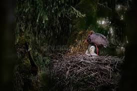 Attēlu rezultāti vaicājumam “Ciconia nigra nest”