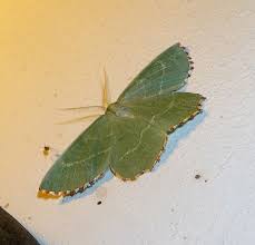 Attēlu rezultāti vaicājumam “Thalera fimbrialis”