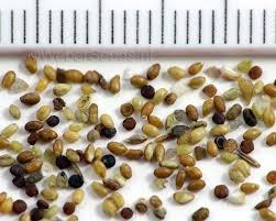 Attēlu rezultāti vaicājumam “Viola arvensis bud”