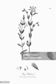 Attēlu rezultāti vaicājumam “Stellaria uliginosa”