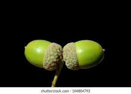 Attēlu rezultāti vaicājumam “Quercus robur fruit”