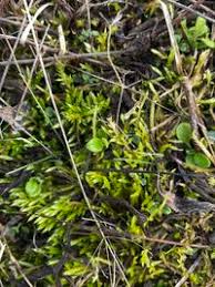 Attēlu rezultāti vaicājumam “Brachythecium albicans”