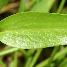 Attēlu rezultāti vaicājumam “Ranunculus flammula”