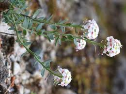 Attēlu rezultāti vaicājumam “Cruciferae”