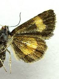 Attēlu rezultāti vaicājumam “Panemeria tenebrata”