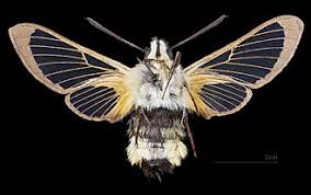 Attēlu rezultāti vaicājumam “Hemaris tityus”