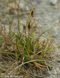 Attēlu rezultāti vaicājumam “Carex viridula”