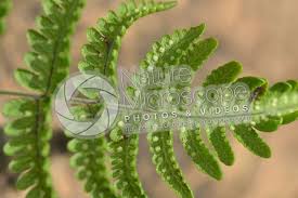 Attēlu rezultāti vaicājumam “Gymnocarpium robertianum”