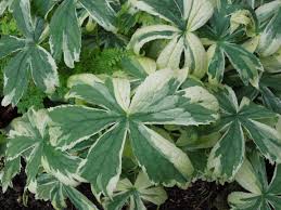 Attēlu rezultāti vaicājumam “Astrantia major leaf”