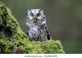 Image result for Aegolius funereus