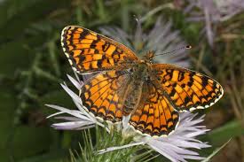 Attēlu rezultāti vaicājumam “Melitaea phoebe underside”