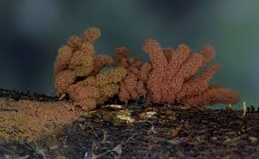 Attēlu rezultāti vaicājumam “Arcyria stipata”