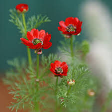 Image result for Adonis aestivalis