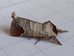 Attēlu rezultāti vaicājumam “Clostera curtula”