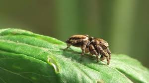 Attēlu rezultāti vaicājumam “Evarcha falcata male”