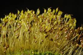 Attēlu rezultāti vaicājumam “Dicranella staphylina macro”