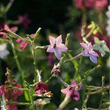 Image result for Nicotiana x sanderae `Perfume`F1